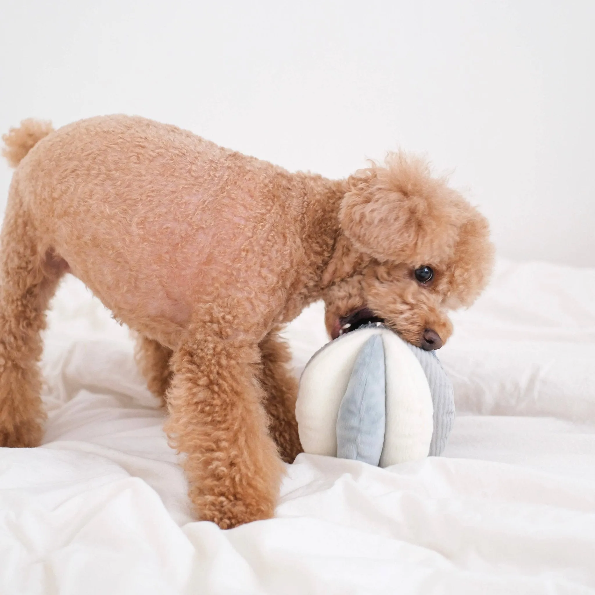 Toto Enrichment Snuffle Ball Dog Toy