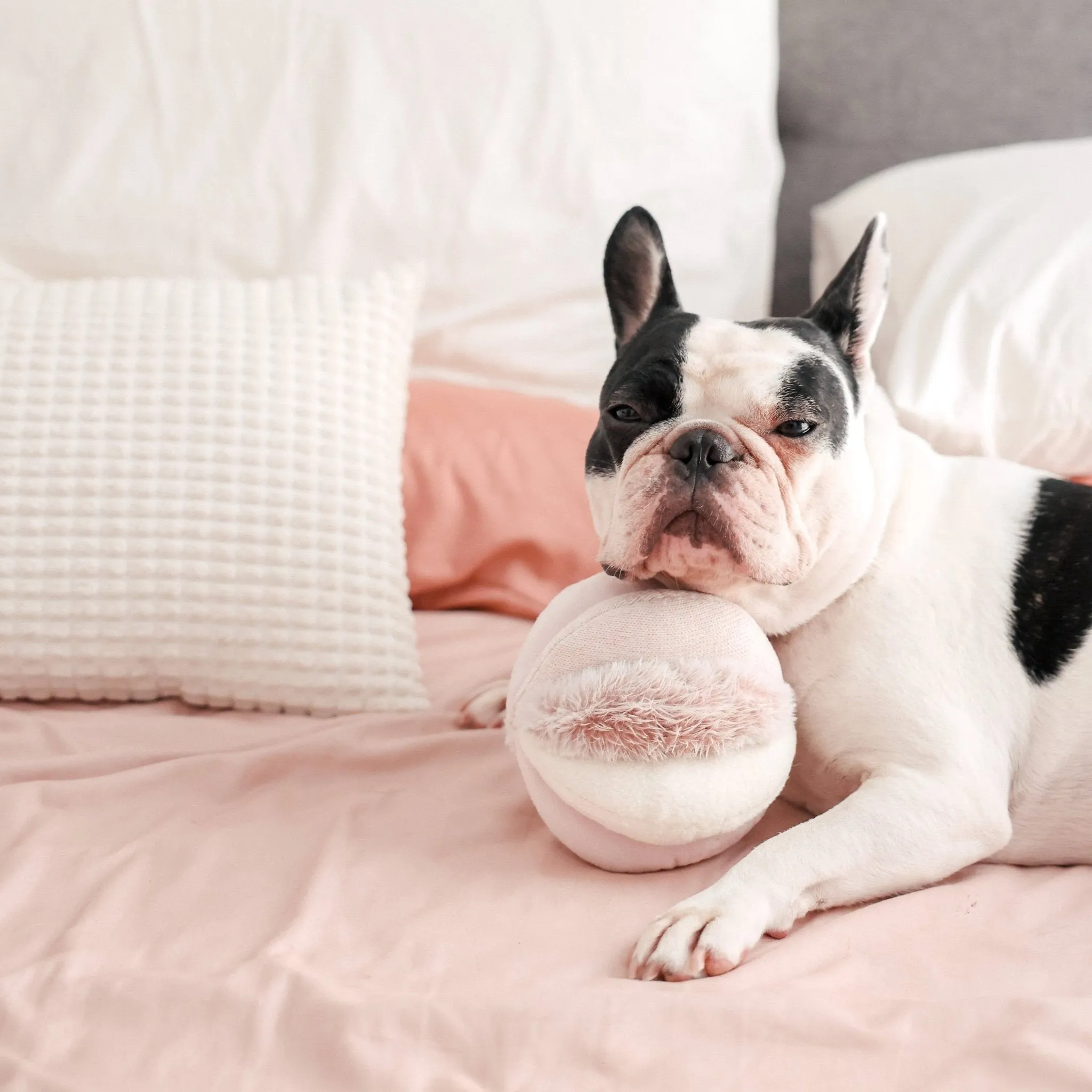 Toto Enrichment Snuffle Ball Dog Toy